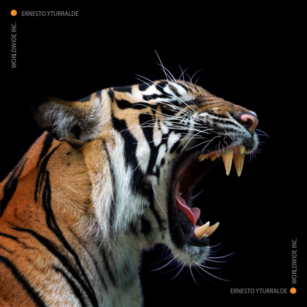 Team Building Tigres de Ventas | Team Building para el equipo Comercial